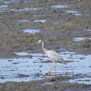 Egretta novaehollandiae at Lota, QLD - 20 Aug 2024