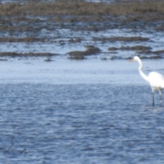 Ardea alba (Great Egret) at Lota, QLD - 20 Aug 2024 by Gaylesp8