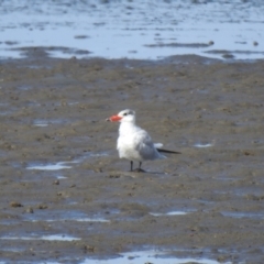 Hydroprogne caspia (Caspian Tern) at Lota, QLD - 20 Aug 2024 by Gaylesp8