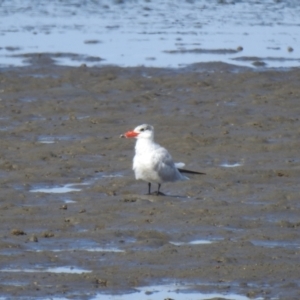 Hydroprogne caspia at Lota, QLD - 20 Aug 2024