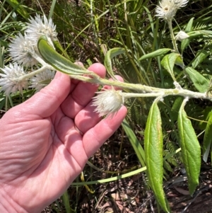 Coronidium elatum at Budderoo, NSW - 6 Sep 2024