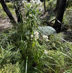 Coronidium elatum at Budderoo, NSW - 6 Sep 2024