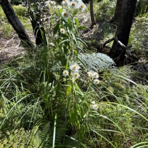 Coronidium elatum at Budderoo, NSW - 6 Sep 2024