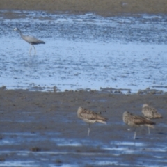 Numenius madagascariensis (Eastern Curlew) at Lota, QLD - 20 Aug 2024 by Gaylesp8