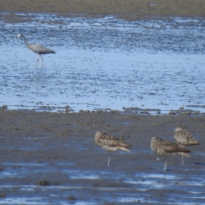 Numenius madagascariensis (Eastern Curlew) at Lota, QLD - 20 Aug 2024 by Gaylesp8