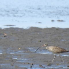Numenius madagascariensis at Lota, QLD - 20 Aug 2024 12:46 PM