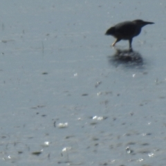 Butorides striata at Lota, QLD - 20 Aug 2024