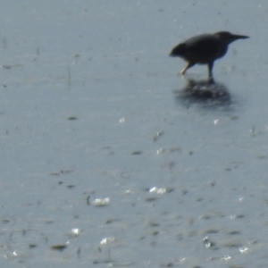 Butorides striata at Lota, QLD - 20 Aug 2024 12:52 PM