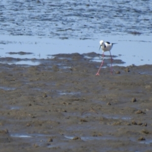 Himantopus leucocephalus at Lota, QLD - 20 Aug 2024