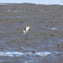 Vanellus miles (Masked Lapwing) at Lota, QLD - 20 Aug 2024 by Gaylesp8