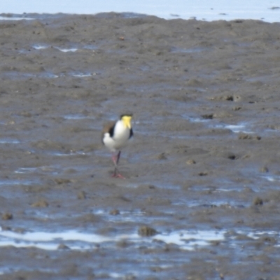 Vanellus miles (Masked Lapwing) at Lota, QLD - 20 Aug 2024 by Gaylesp8