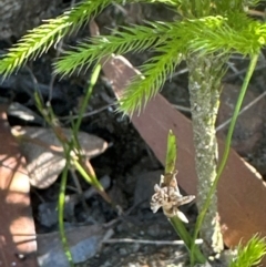 Lycopodium deuterodensum (Bushy Club Moss) at Budderoo, NSW - 6 Sep 2024 by lbradley