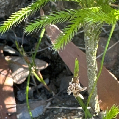 Lycopodium deuterodensum (Bushy Club Moss) at Budderoo, NSW - 6 Sep 2024 by lbradley