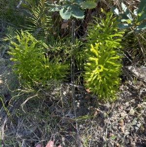 Pseudolycopodium densum at Budderoo, NSW - 6 Sep 2024