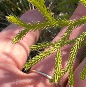 Pseudolycopodium densum at Budderoo, NSW - suppressed