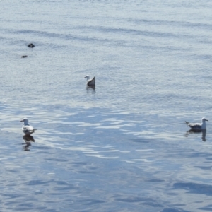 Chroicocephalus novaehollandiae at Wellington Point, QLD - 20 Aug 2024