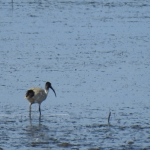 Threskiornis molucca at Lota, QLD - 20 Aug 2024 12:58 PM