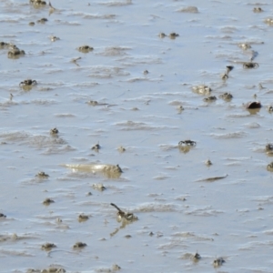 Oxudercinae (subfamily) at Lota, QLD - 20 Aug 2024