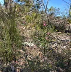 Grevillea sericea at Budderoo, NSW - 6 Sep 2024 by lbradley