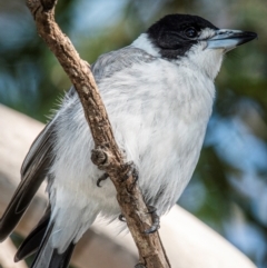 Cracticus torquatus (Grey Butcherbird) at Bundaberg North, QLD - 15 Jun 2024 by Petesteamer