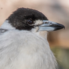 Cracticus torquatus at Bundaberg North, QLD - 15 Jun 2024 09:34 AM