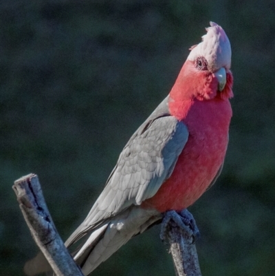 Eolophus roseicapilla (Galah) at Bundaberg North, QLD - 15 Jun 2024 by Petesteamer