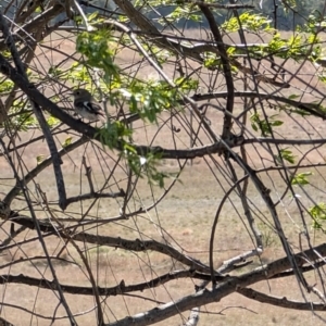 Petroica phoenicea at Lawson, ACT - 6 Sep 2024