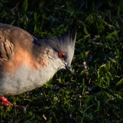 Ocyphaps lophotes (Crested Pigeon) at Bundaberg North, QLD - 8 Jun 2024 by Petesteamer