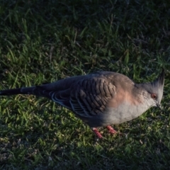 Ocyphaps lophotes at Bundaberg North, QLD - 8 Jun 2024