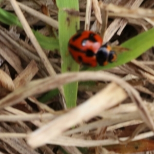 Coccinella transversalis at Lyons, ACT - 6 Sep 2024 12:38 PM