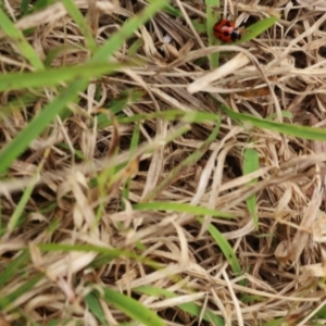 Coccinella transversalis at Lyons, ACT - 6 Sep 2024