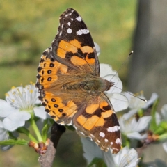 Vanessa kershawi (Australian Painted Lady) at Braidwood, NSW - 6 Sep 2024 by MatthewFrawley