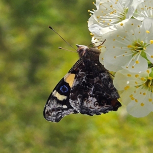 Vanessa itea at Braidwood, NSW - 6 Sep 2024 01:11 PM