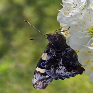 Vanessa itea at Braidwood, NSW - 6 Sep 2024 01:11 PM