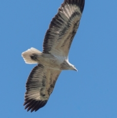 Haliaeetus leucogaster (White-bellied Sea-Eagle) at Bundaberg North, QLD - 20 Jun 2024 by Petesteamer