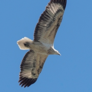 Haliaeetus leucogaster at Bundaberg North, QLD - 20 Jun 2024