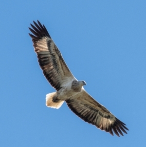Haliaeetus leucogaster at Bundaberg North, QLD - 20 Jun 2024 11:38 AM