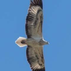 Haliaeetus leucogaster at Bundaberg North, QLD - 20 Jun 2024