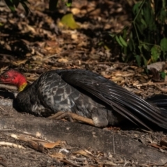 Alectura lathami (Australian Brush-turkey) at Bundaberg North, QLD - 24 Jun 2024 by Petesteamer