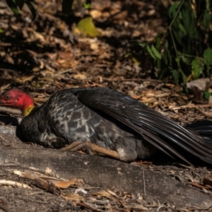 Alectura lathami at Bundaberg North, QLD - 24 Jun 2024