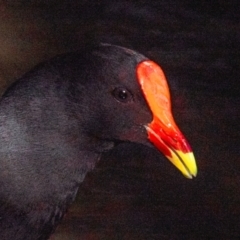 Gallinula tenebrosa (Dusky Moorhen) at Bundaberg North, QLD - 13 Jun 2024 by Petesteamer