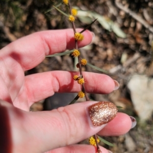 Acacia siculiformis at Captains Flat, NSW - 6 Sep 2024 11:12 AM