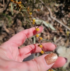 Acacia siculiformis at Captains Flat, NSW - 6 Sep 2024