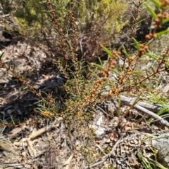 Acacia siculiformis at Captains Flat, NSW - 6 Sep 2024