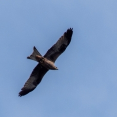 Milvus migrans (Black Kite) at Bundaberg North, QLD - 24 Jun 2024 by Petesteamer