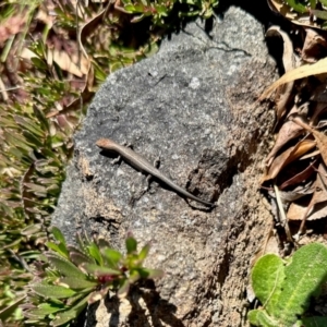 Lampropholis guichenoti at Aranda, ACT - 6 Sep 2024