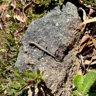 Lampropholis guichenoti (Common Garden Skink) at Aranda, ACT - 6 Sep 2024 by KMcCue