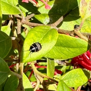 Ellipsidion australe at Aranda, ACT - 6 Sep 2024 09:45 AM