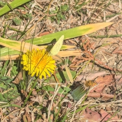 Eurema smilax (Small Grass-yellow) at Holder, ACT - 6 Sep 2024 by Miranda