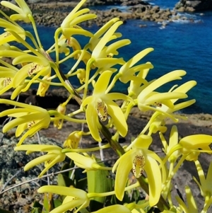 Dendrobium speciosum var. speciosum at Tathra, NSW - suppressed